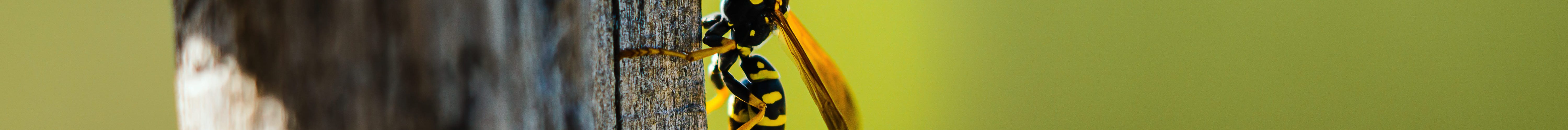 comment debarrasser nid guepes